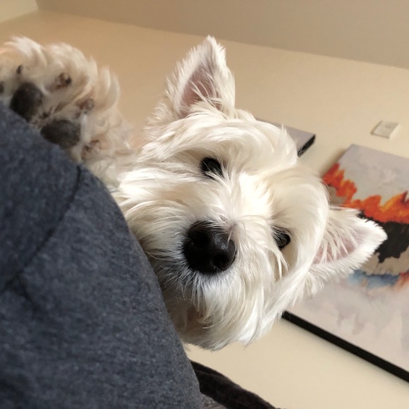 Meet your Posher, Stacey - Picture 4 of 4